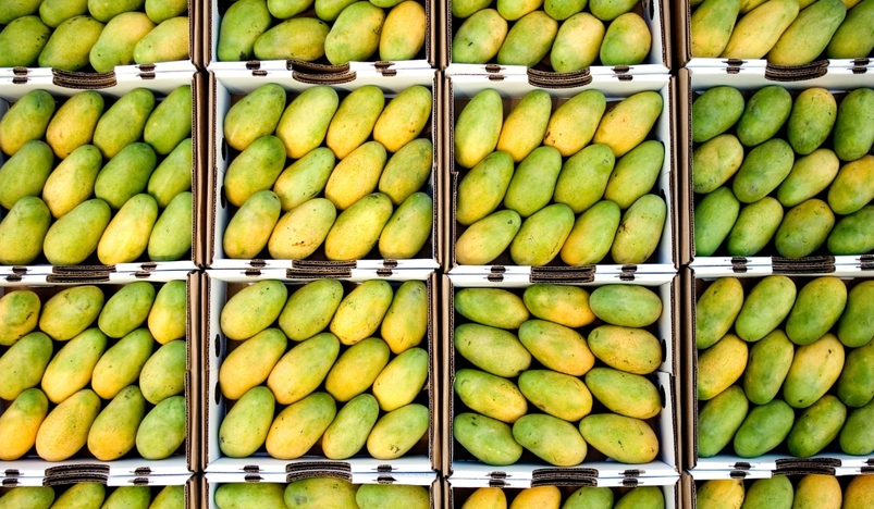 Souq Waqif to Host second Edition of Hamba Mango Exhibition Celebrating Pakistans Finest